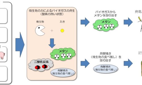 白术丸的配方-白术丸多久才有效果、白术丸的服用方法 -白术丸吃法网