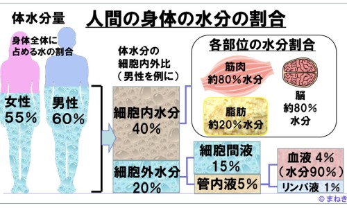 白术丸的配方-白术丸多久才有效果、白术丸的服用方法 -白术丸吃法网